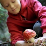 Boy is picking a poisonous mushroom