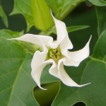 Native to Illinois, Jimson Weed is highly toxic and in season