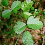 Poison Ivy: An Itch You Won't Forget