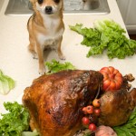 Thanksgiving Day Turkey Disasters