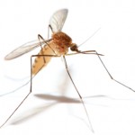 West Nile 2012: Reduce, Repel, Report
