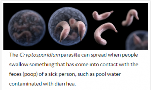 Cryptosporidium parasite