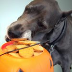 dog with pumpkin filled with chocolate coins