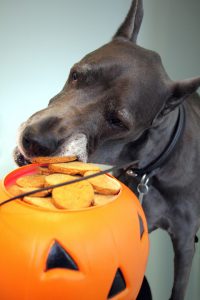 Dog eating chocolate from Halloween pumpkin