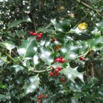 Winter Holiday Plants—Are they toxic?