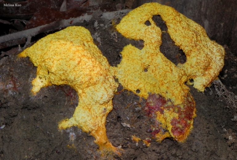 Dog Vomit Fungus (Fuligo septica)