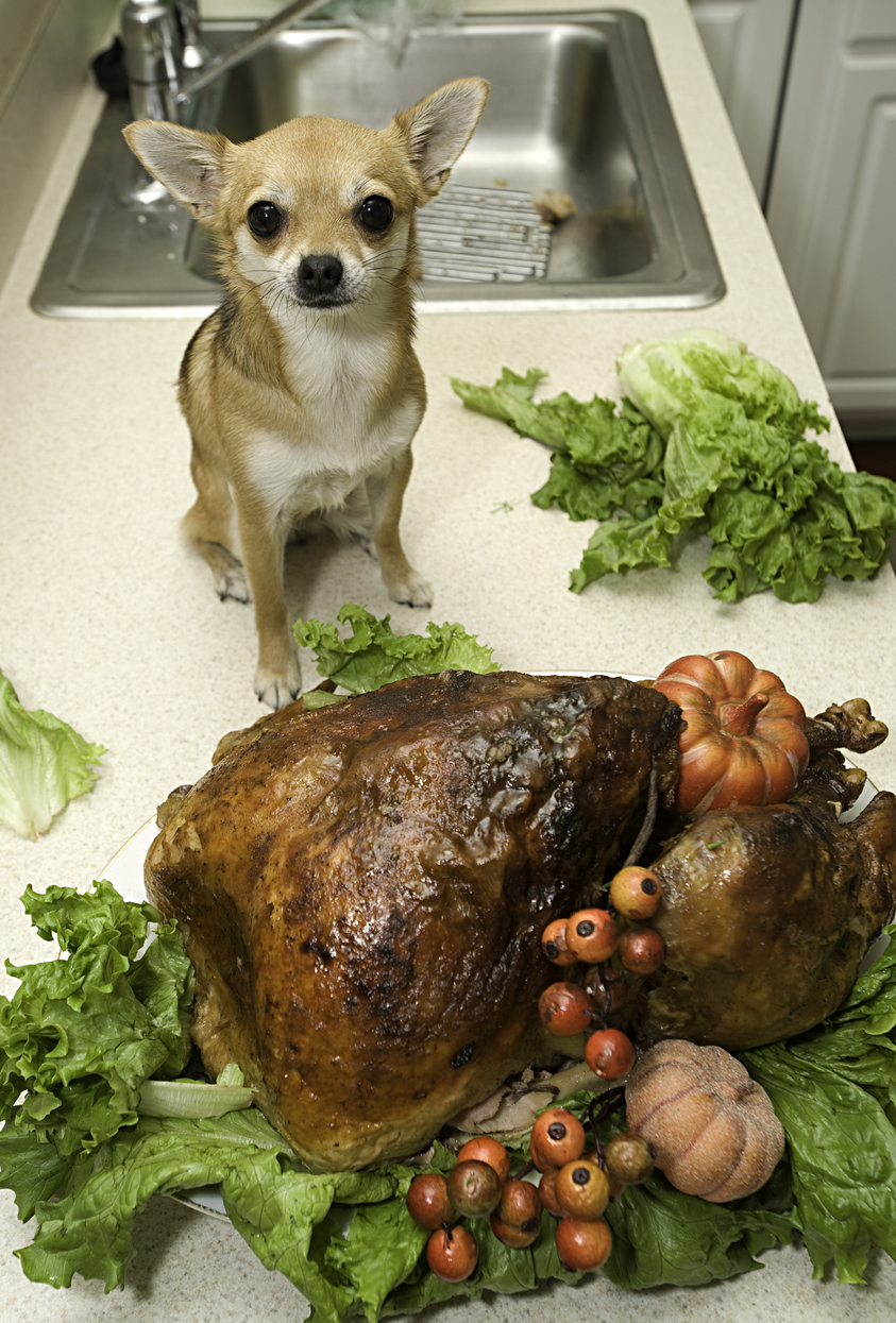 Holiday Turkey and dog