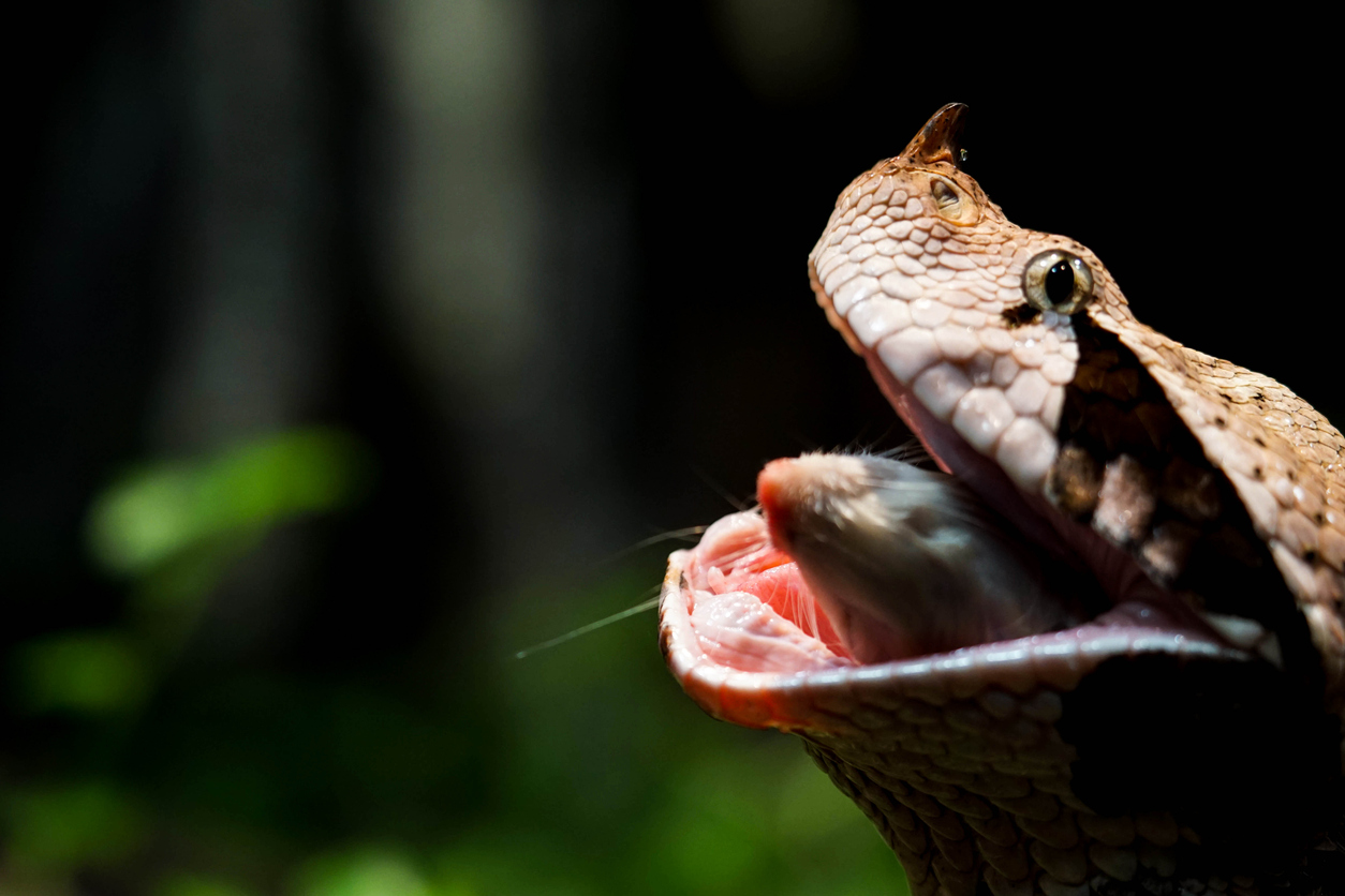 Gaboon Viper eating a rat