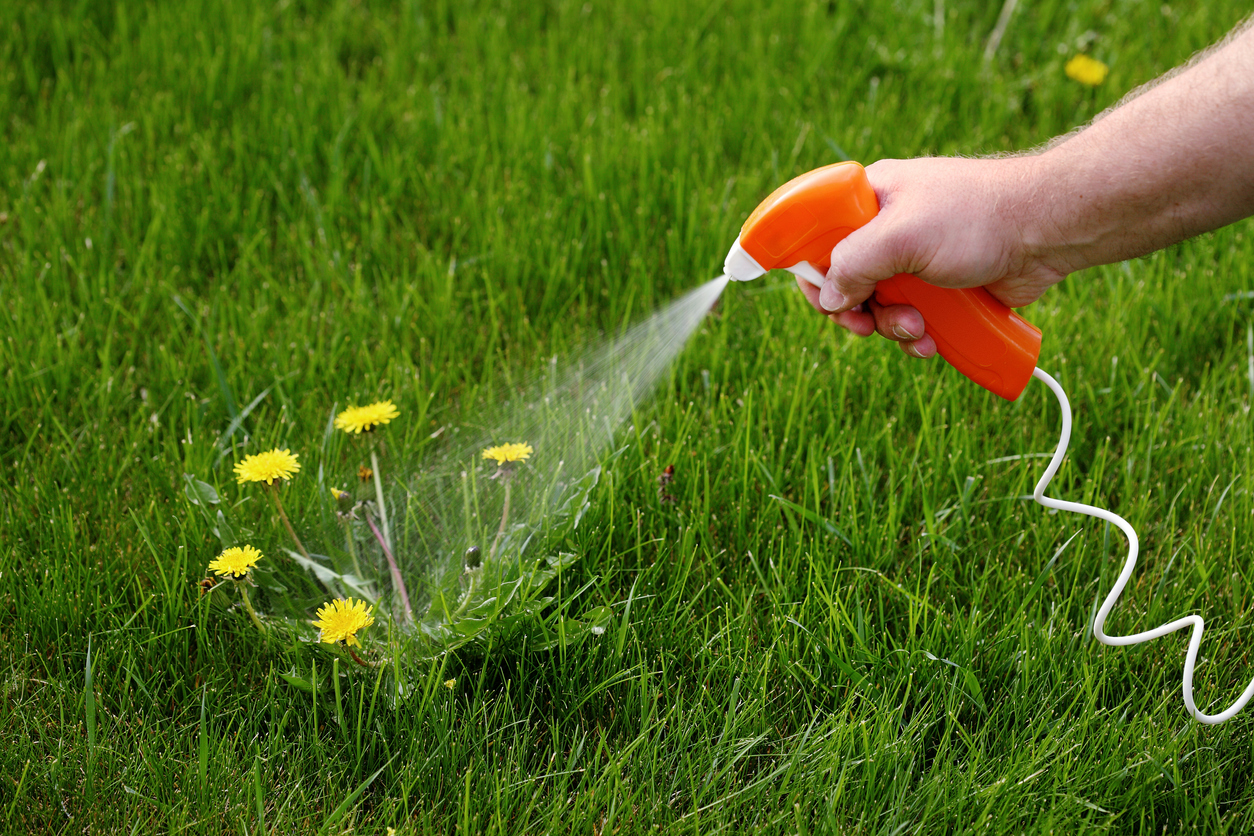 In Search of the Perfect Garden: What Poison Specialists Want You to Know About Herbicides (That’s the Fancy Word for Weed Killer)