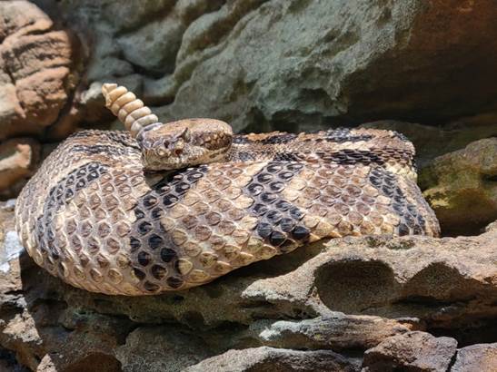 Snakes: "You Can't Rattle What You Don’t Have!"