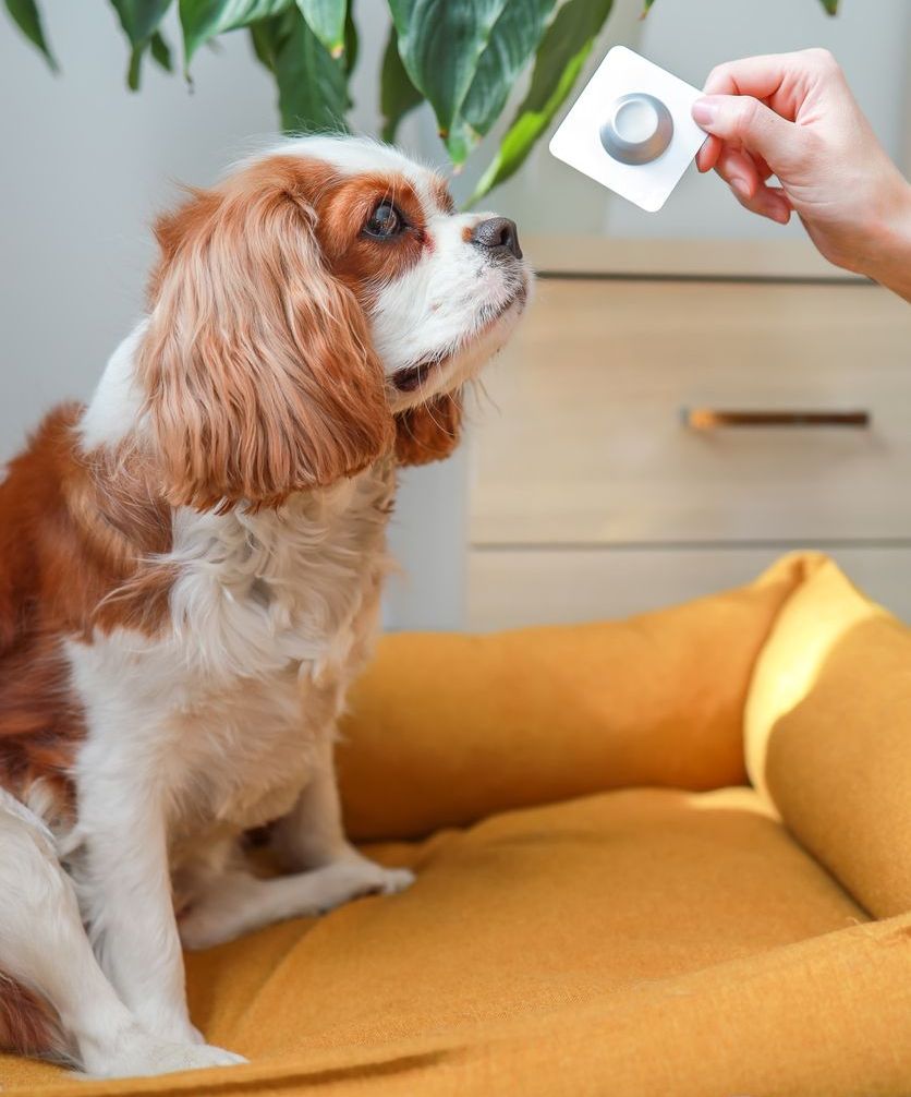 Paws Off My Pills: Keeping Humans Safe from Pet Medications